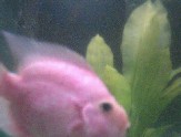  View My FishCam! 