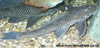 Picture of Common Pleco