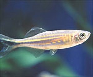 Picture of Giant Danio