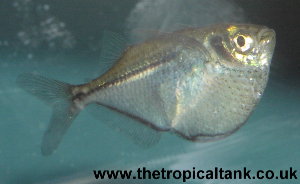 Picture of Clown Loach