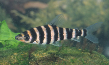 Picture of Leporinus