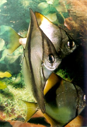 Picture of Mono Sebae