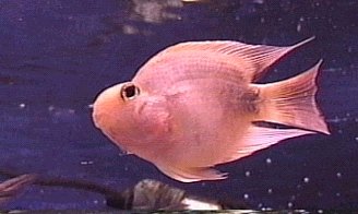 Picture of the Blood Red Parrot Fish
