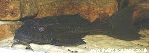 Picture of Common Pleco