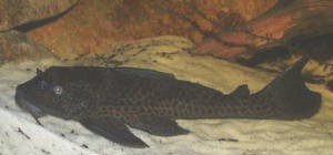 Picture of Common Pleco