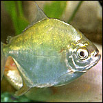 Picture of the Silver Dollar