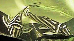Picture of Zebra Pleco