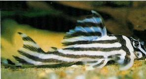 Picture of Zebra Pleco